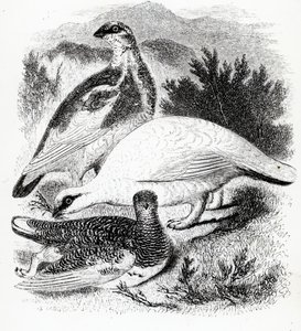 The Ptarmigan, illustration fra 