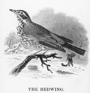 The Redwing, illustration fra 