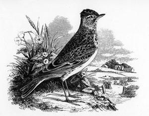 The Sky Lark, illustration fra 