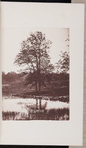 Asketræer på bredden af Turtle Pond i Beverly af Wilson Flagg