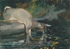 Hjorte drikker af Winslow Homer