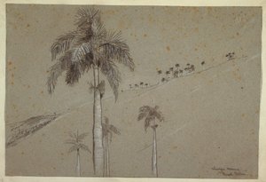 Tegning, Royal Palm, Cuba, 1885 af Winslow Homer