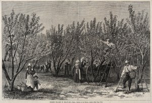 Plukker ferskner i Delaware. af Winslow Homer