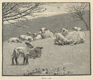 Forårslam, fra Scribner