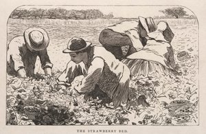 Jordbærsengen af Winslow Homer