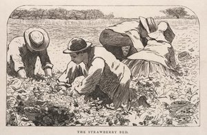Jordbærsengen, 1868. af Winslow Homer