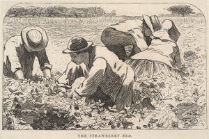 The Strawberry Bed, fra Our Young Folks, juli 1868 af Winslow Homer