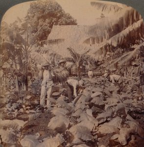 Skæring af tobak - En typisk plantage - Havana-provinsen, Cuba, 1899