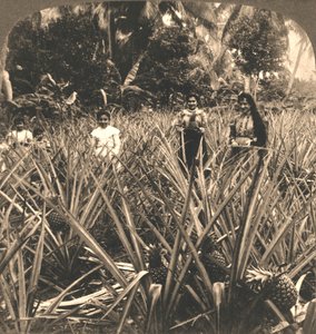 Ananasplantagen, Mayaguez, Porto Rico, 1899.