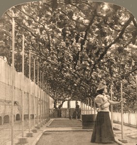 The Oldest Grapevine in the World, Hampton Court Palace, plantet 1768 England, 1897.