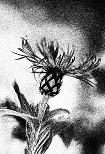 Fin blomsterskitse af Ylva Sjögren