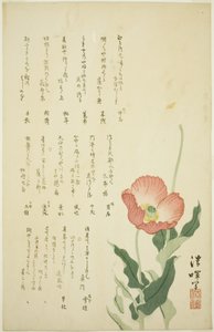 To valmuer af Yokoyama Seiki