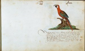 papegøje af Zacharias Wagner