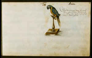 papegøje af Zacharias Wagner