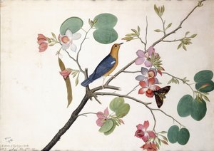 Orangehovedet jorddrossel, 1778 af Zayn al-Din