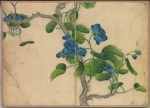 Skrivebordsalbum: Flower and Bird Paintings Climbing Blue Flowers, 1700-tallet.