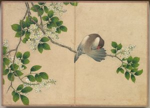 Skrivebordsalbum: Flower and Bird Paintings Preening Bird, 1700-tallet.