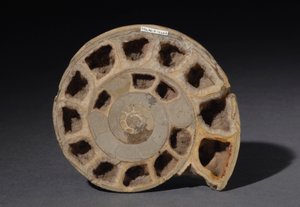 Ammonitfossil, cirka 170 millioner år gammel (foto) af Hippolyte Lalaise Devéria