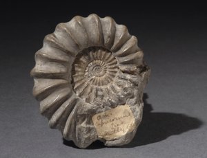 Ammonitfossil, cirka 185 millioner år gammel (foto)