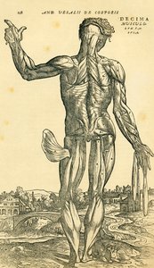 Bagsiden af den mandlige menneskelige krop, en anatomisk undersøgelse, der oprindeligt blev offentliggjort i De Humani Corporis Fabrica Libri Septem (om menneskekroppens stof i syv bøger) af Andreas Vesalius, udgivet Basel af Ferdinand Georg Waldmuller