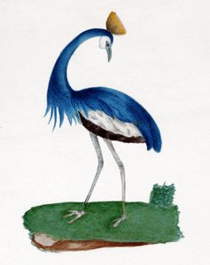 Crested hejre af . .