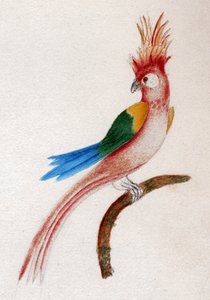 Crested parakit af . .