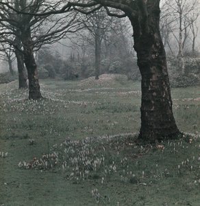 "krokus" af Frederick (attr. to) Barnard