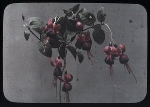"Fuchsia" af Frederick (attr. to) Barnard