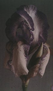 "Iris germanique" (Iris germanica) af Frederick (attr. to) Barnard