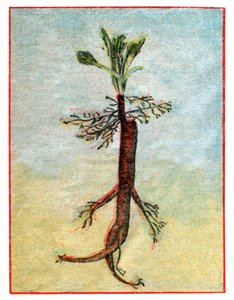 Mandragora af . .