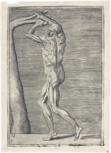 Muskler Anatomisk undersøgelse af mandlig muskulatur; mand brækker en gren, ca 1555 af Frederick (attr. to) Barnard