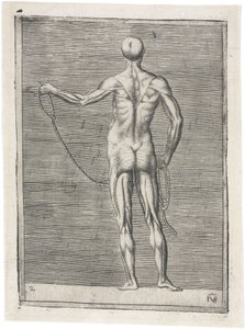 Muskler Anatomisk undersøgelse af mandlig muskulatur; mand, der holder et reb, ca 1555 af Frederick (attr. to) Barnard
