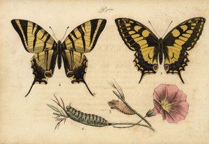Old World svalehale, Papillo machaon 1,2,3 og sjælden svalehale, Iphiclides podalirius 4 af John Pardon