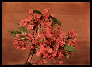 Røde blomster, c 1940 af Frederick (attr. to) Barnard
