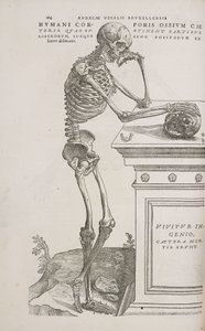 Skeletter Et menneskeligt leddelt skelet set fra siden af Frederick (attr. to) Barnard