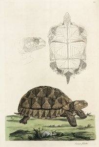 Ansporet skildpadde af John Pardon