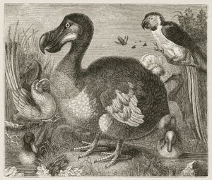 Dodo
