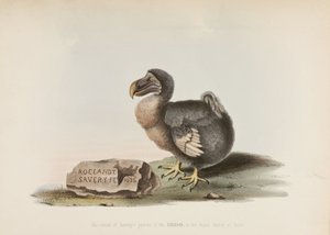 Dodo