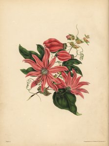Racemosen Passionflower, Passiflora racemosa, Religiøs overtro af John Pardon