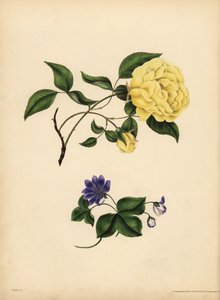 Den duftende Kina Rose, Rosa chinensis, Utroskab; Den blå Hepatica, Hepatica nobilis, Confidence af John Pardon