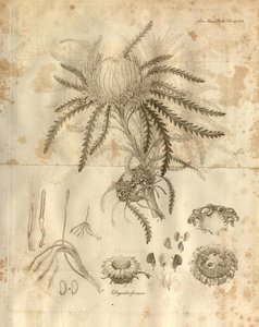 Dette er plade 3 fra bind 10 af Transactions of the Linnean Society of London, der blev udgivet i 1811. Den afbildede plante er Dryandra formosa (nu Banksia formosa) af Various