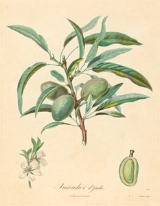 Mandeltræ fra Italien af after A. Poiteau