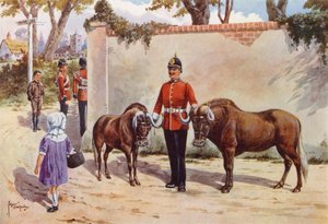 Gnuer (eller hvidhalede Gnuer), kæledyr fra South Wales Borderers