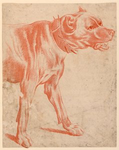 Fordelen af en Hund