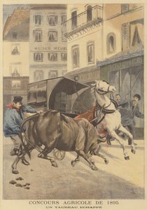 Landbrugsskue af 1895. En undsluppen tyr