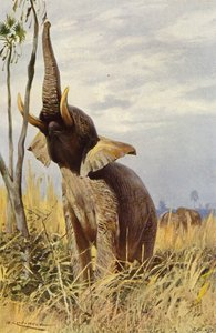 afrikansk elefant