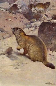Alpine murmeldyr af after Wilhelm Kuhnert