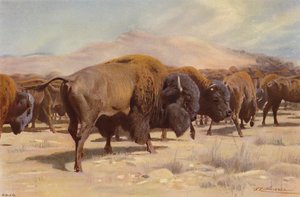 Amerikansk bison af after Wilhelm Kuhnert