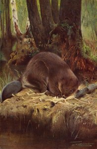 Bæver af after Wilhelm Kuhnert