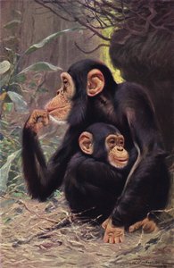 Chimpanse